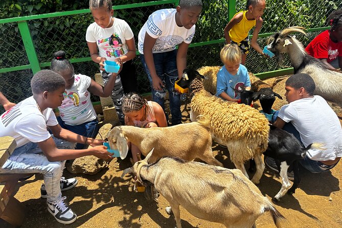 Connors Farms Petting Zoo - Meeting domestic animals raised on the island