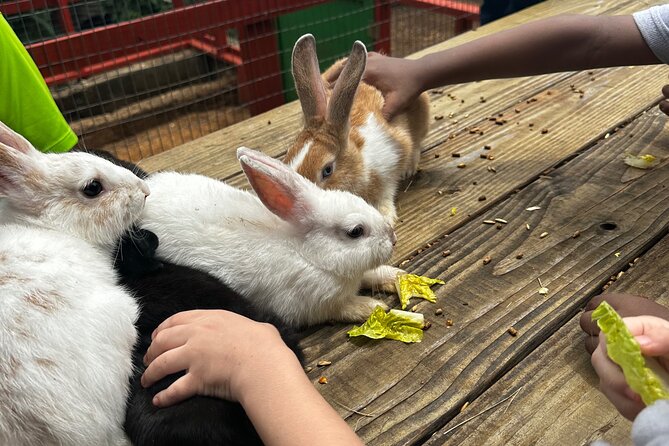 Connors Farms Petting Zoo - Stumpy Bay views add more than a photo stop
