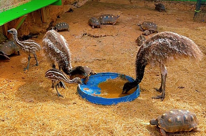 Connors Farms Petting Zoo - Who will enjoy Connors Farms most