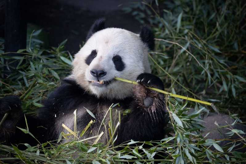 Copenhagen: Copenhagen Zoo Entry Ticket - From safari animals to unusual species