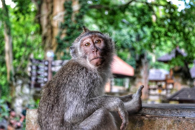 Cretya Ubud and Monkey Forest Sanctuary Tours - Who will get the most from this tour