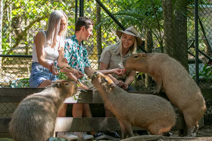 Currumbin Wildlife Sanctuary Entry Ticket - How to plan a smooth one-day visit