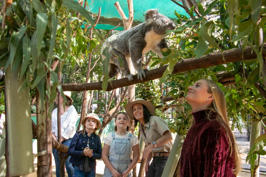 Currumbin Wildlife Sanctuary Entry Ticket - Wild Skies and the daily presentation schedule