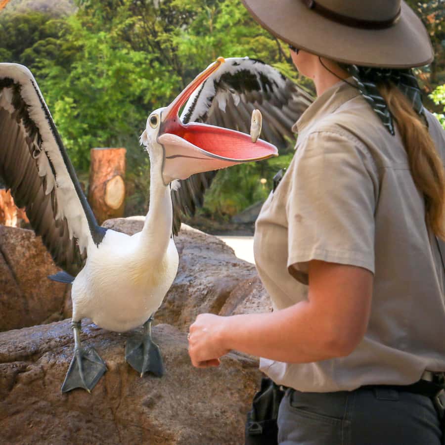 Currumbin Wildlife Sanctuary Entry Ticket - Start with the lorikeets at 8am or 4pm