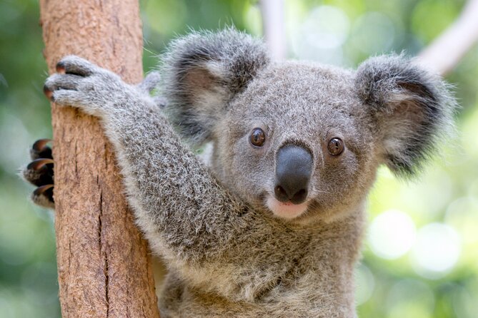 Currumbin Wildlife Sanctuary General Entry Ticket - Key points to know before you go