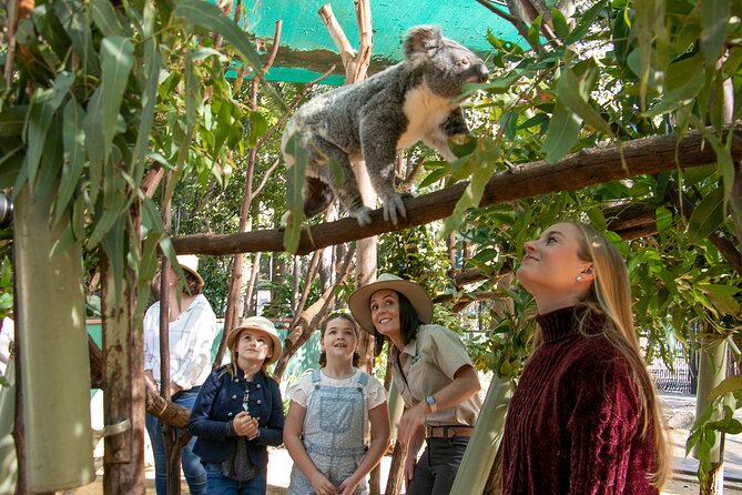 Currumbin Wildlife Sanctuary General Entry Ticket - Why Currumbin feels different from a standard zoo