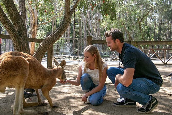 Currumbin Wildlife Sanctuary General Entry Ticket - Meeting koalas, kangaroos, and Australian icons