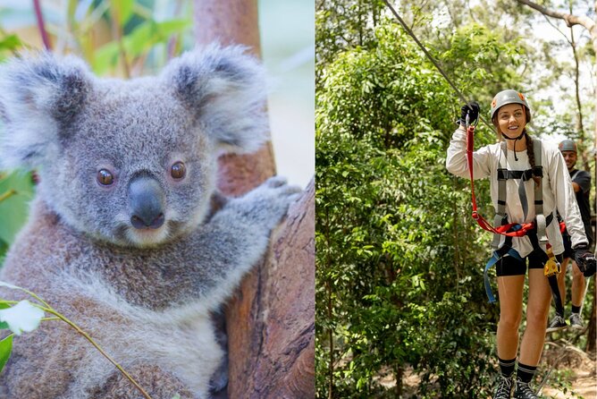 Currumbin Wildlife Sanctuary Pass + The Treetop Challenge - One ticket, two very different Gold Coast days