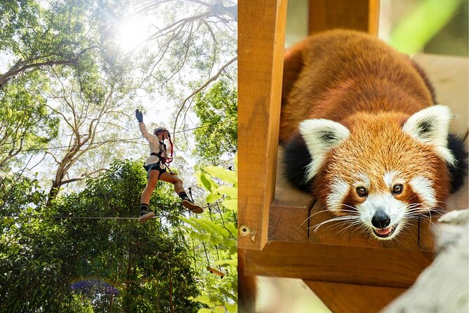 Currumbin Wildlife Sanctuary Pass + The Treetop Challenge - TreeTop Challenge adds real physical work