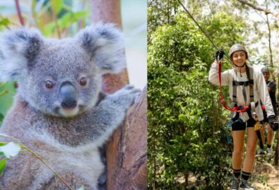 Currumbin Wildlife Sanctuary & TreeTop Challenge Combo