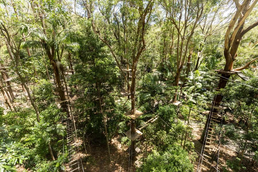 Currumbin Wildlife Sanctuary & TreeTop Challenge Combo - Timing, queues, and the consent form