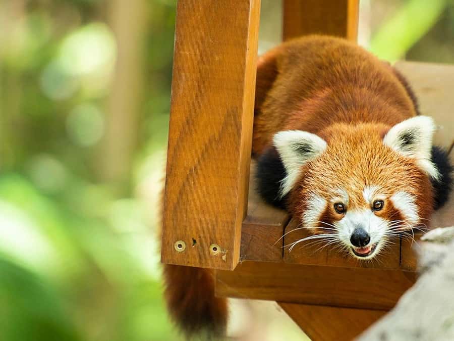 Currumbin Wildlife Sanctuary & TreeTop Challenge Combo - Safety, fitness, and health limits