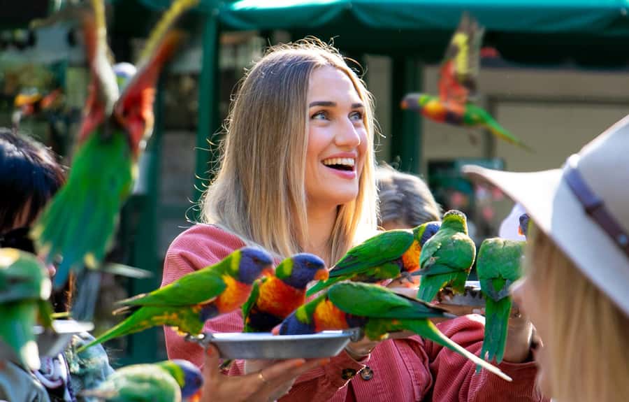Currumbin Wildlife Sanctuary & TreeTop Challenge Combo - Is it good for families and mixed groups?