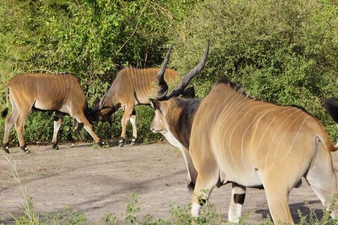 Day Tour Bandia Wildlife Reserve and pink lake - Why combine Lake Retba and Bandia Reserve?