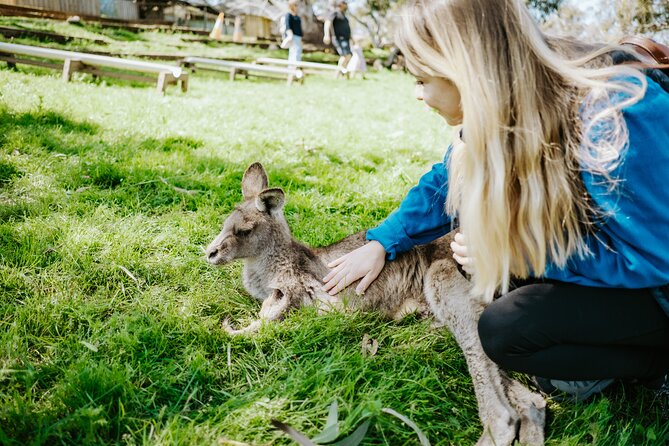 Day Tour in Mt. Field, Mt. Wellington, Bonorong Wildlife Sanctuary and Richmond - At a glance: what makes this day useful