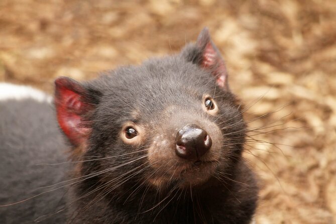 Day Tour in Mt. Field, Mt. Wellington, Bonorong Wildlife Sanctuary and Richmond - What the guide adds to the long day