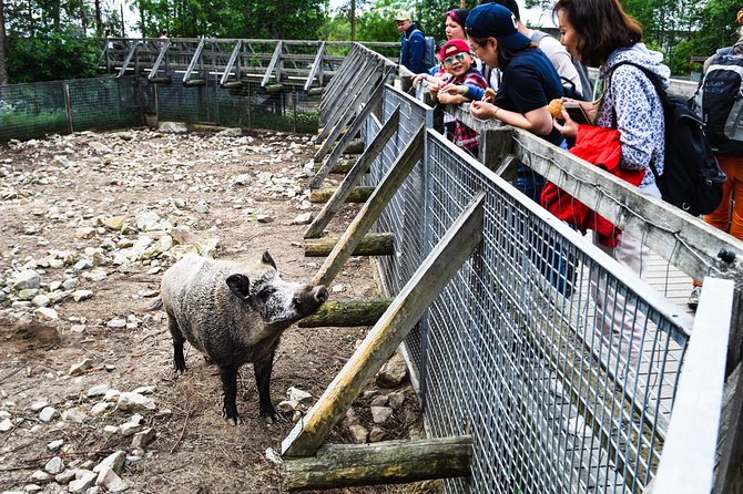 Day Trip to Ranua Arctic Wildlife Park from Rovaniemi - Why Ranua makes a good day from Rovaniemi