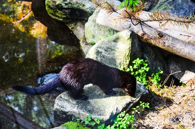 Day Trip to Ranua Arctic Wildlife Park from Rovaniemi - The ride through Lapland countryside