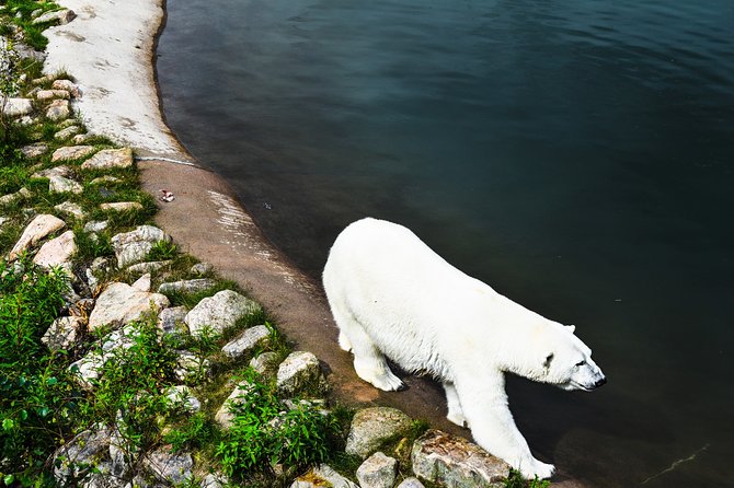 Day Trip to Ranua Arctic Wildlife Park from Rovaniemi - How the guides shape the day