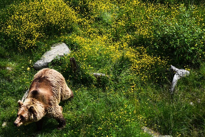 Day Trip to Ranua Arctic Wildlife Park from Rovaniemi - Who will enjoy this most