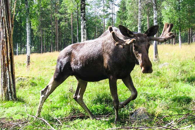 Day Trip to Ranua Arctic Wildlife Park from Rovaniemi - Practical details that can affect your decision