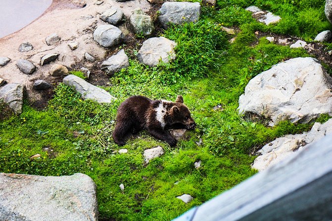 Day Trip to Ranua Arctic Wildlife Park from Rovaniemi - Starting at Lapland Welcome in Rovaniemi