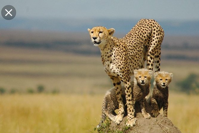 De Wildt Cheetah and Wildlife Centre Private Safari (Private) - Key points to know before booking