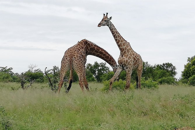 De Wildt Cheetah and Wildlife Centre Private Safari (Private) - Entering the Ann van Dyk Cheetah Centre