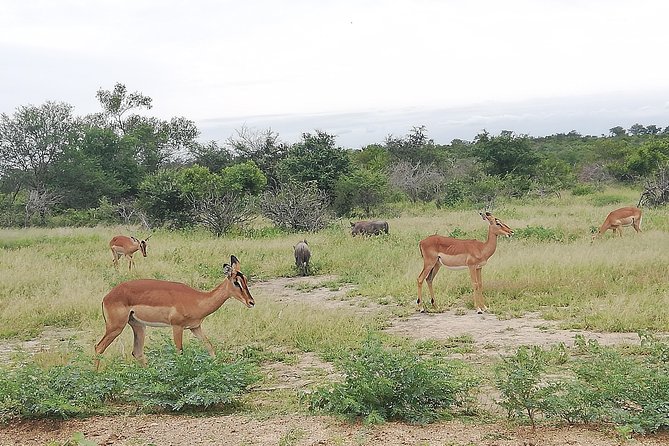 De Wildt Cheetah and Wildlife Centre Private Safari (Private) - Why the conservation message matters