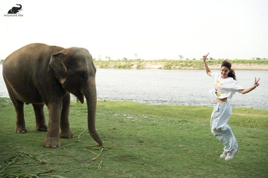 Delhi: All-Inclusive Day trip Taj Mahal with Elephant SOS - Wildlife SOS and the real cost of the elephant visit