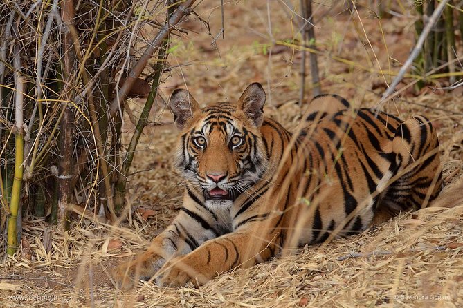 Delhi Zoo White Tigers & lions with Old Fort Visit - White tigers first at Delhi’s National Zoological Park
