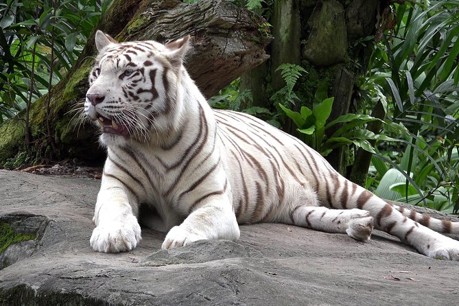Delhi Zoo White Tigers & lions with Old Fort Visit - Why this zoo visit works for families