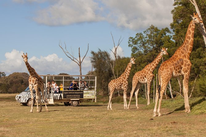 Deluxe Safari Adventure at Werribee Open Range Zoo - excl. entry - The off-road route makes this more than a standard zoo ride