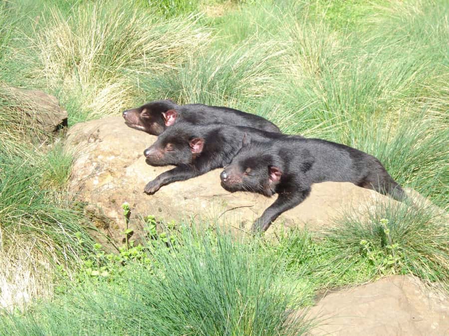 Devils at Cradle: Day Keeper Tour and Entry to Wildlife Park - The 45-minute keeper walk