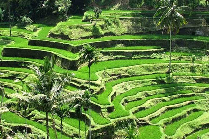 Discover the best waterfalls in Ubud and rice terraces tour - Walking through the Sacred Monkey Forest