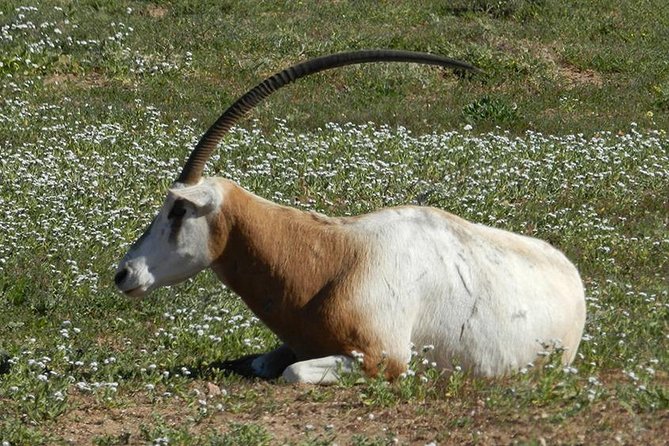 Discovery of the Souss Massa Animal Park in 4x4 - Why Souss Massa is worth a full day from Agadir