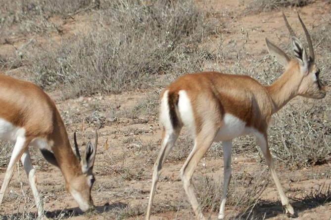 Discovery of the Souss Massa Animal Park in 4x4 - The Youssef Ibn Tachfine Dam above the desert