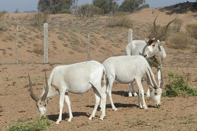 Discovery of the Souss Massa Animal Park in 4x4 - Addax, gazelles, oryx, and ostriches at the animal park