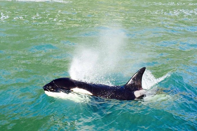 Dolphin & Wildlife Encounters - Key points to know before you book