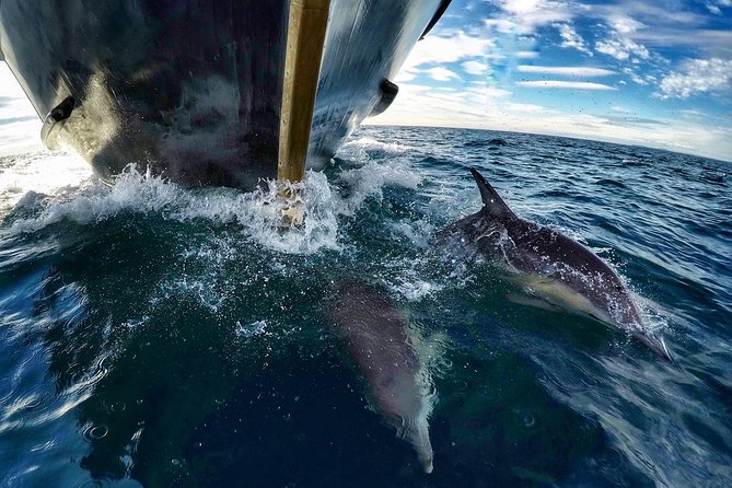 Dolphin & Wildlife Encounters - Following Tauranga’s coast toward the islands