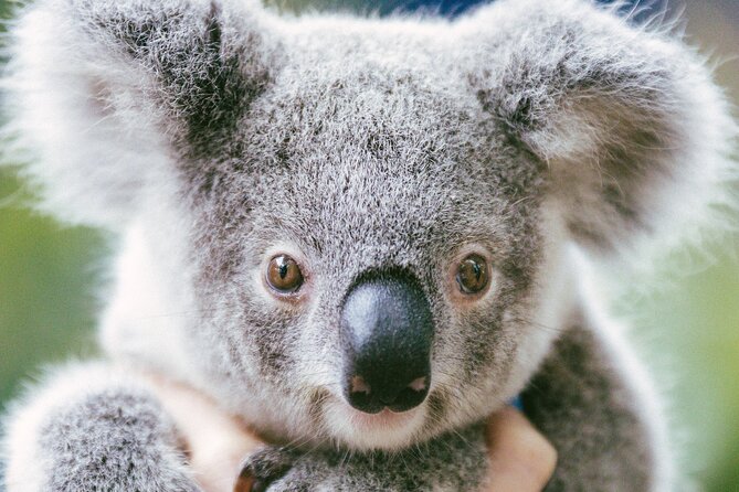 Dreamworld Gold Coast 1-Day Pass – Thrills & Wildlife Encounters - Kenny and Belinda’s Dreamland for younger children