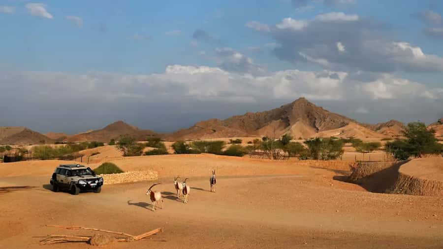 Dubai: Al Ain Garden City with Conservation Zoo - Who Should Book This Al Ain Tour?