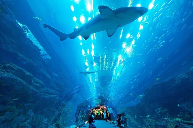 Dubai Aquarium and Underwater Zoo - The 48-meter tunnel is the main event