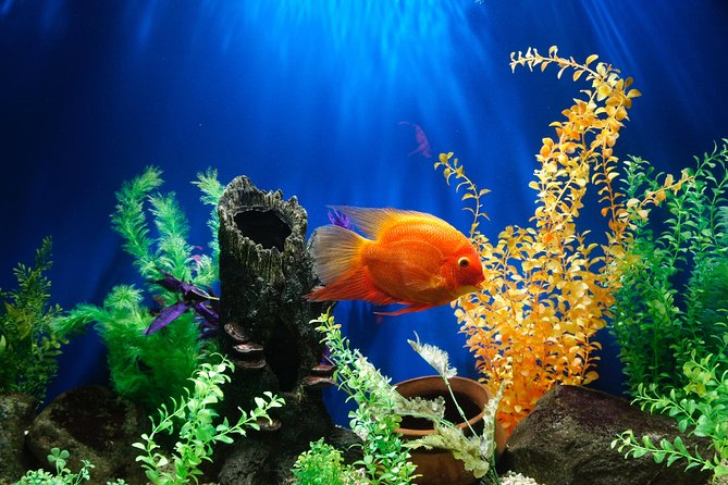 Dubai Aquarium and Underwater Zoo Admission Ticket with Options - Optional activities: boat rides and shark encounters