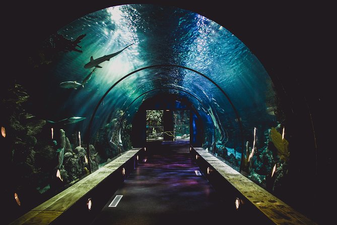 Dubai Aquarium and Underwater Zoo Admission Ticket with Options - How long the visit takes
