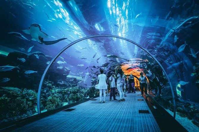 Dubai Aquarium and Underwater Zoo Admission Ticket with Options - Is $50 good value?