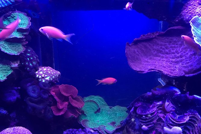 Dubai Aquarium and Underwater Zoo Admission Ticket with Options - Getting there and handling the entrance