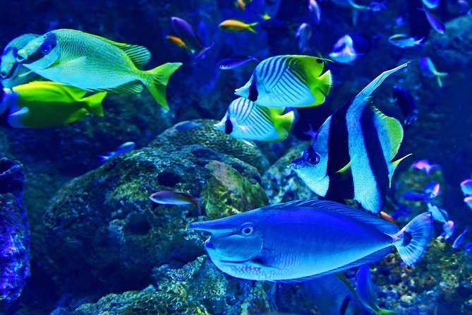 Dubai Aquarium and Underwater Zoo Admission Ticket with Options - Who will enjoy this most