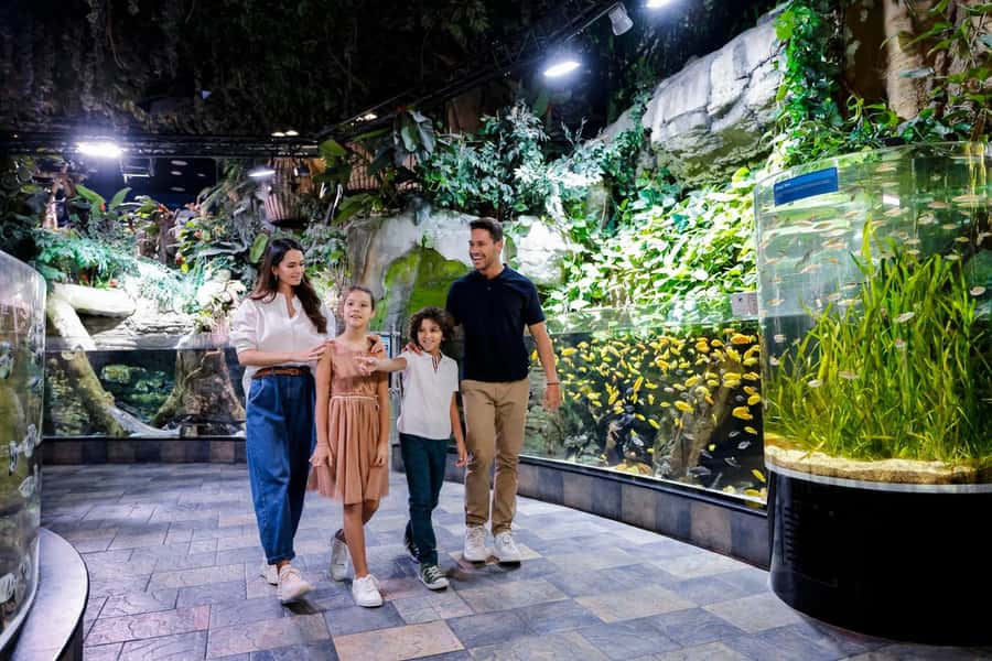 Dubai: Aquarium and Underwater Zoo Experience - Glass-bottom boats and fish feeding