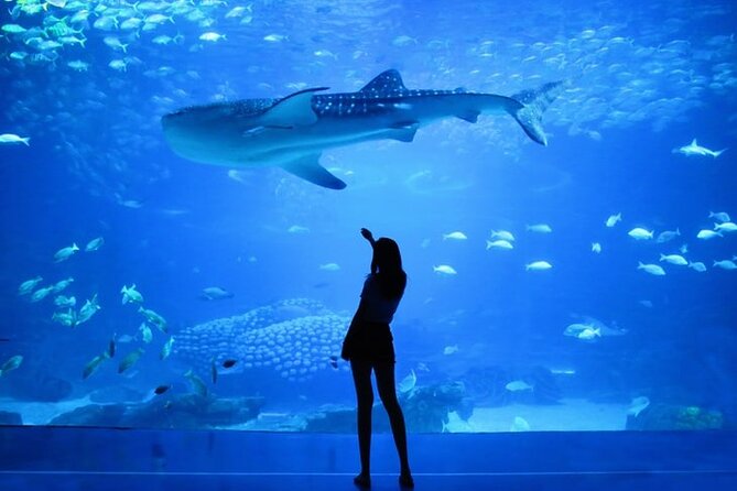 Dubai Aquarium And Underwater Zoo Tickets At Dubai Mall - What you see in the main aquarium